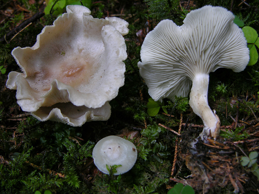 Svuotando l''archivio 2009....3� e ultima parte.